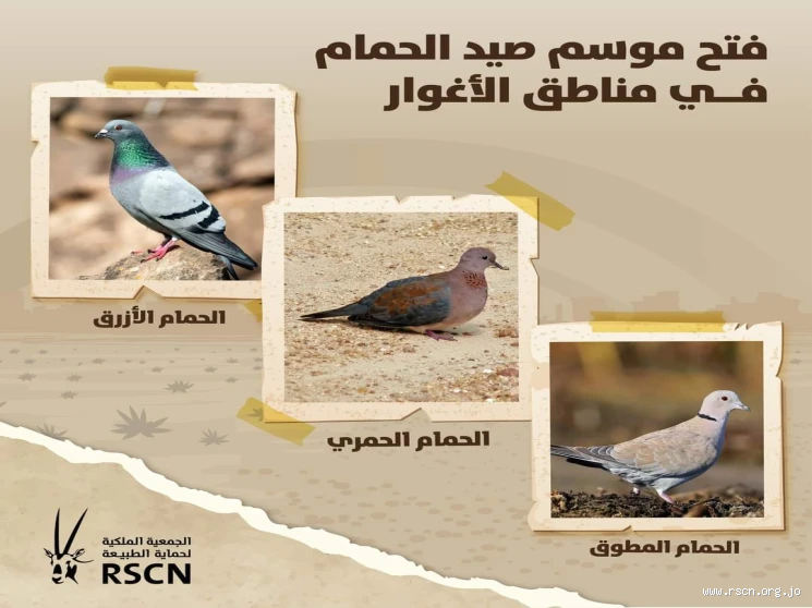 هل مسموح صيد الحمام؟ تعرف على القوانين والتوجهات