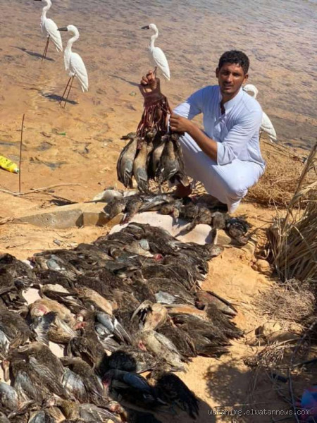 هل صيد الطيور المهاجرة ممنوع؟