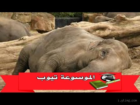 هل تعلم أن الفيل ينام وهو واقف؟ اكتشف الحقيقة المدهشة