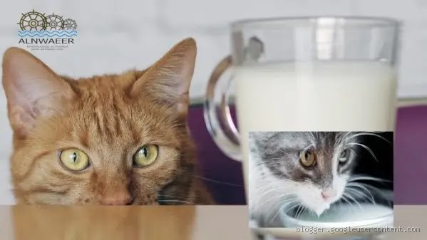 هل تستطيع القطط شرب الحليب؟ حقيقة أم خرافة؟