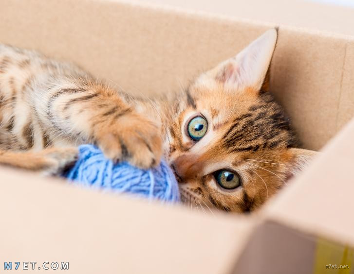 هل تستطيع القطط تدفئة نفسها؟