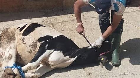 هل يجوز ذبح البقرة المريضة؟ فتوى تهمّ كل من يضحي