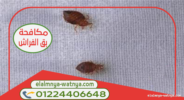 هل يموت بق الفراش في الماء؟ اكتشف الحقيقة المدهشة