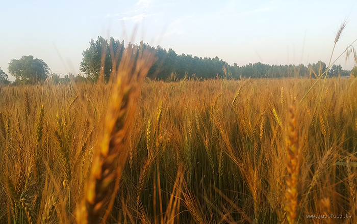 هل يزرع الشعير في السودان؟ اكتشف الحقيقة وراء الزراعة