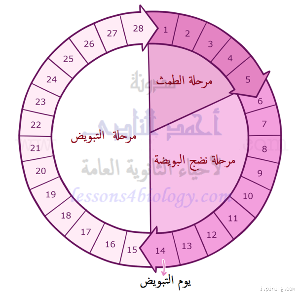 كم عدد أيام الدورة الشهرية عند البنات؟