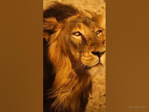 كم رطل عضة الأسد؟ قوة لا يمكن تخيلها