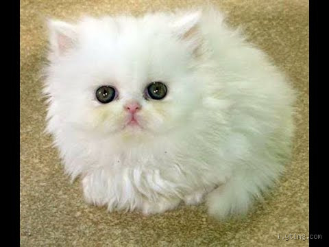 كم سعر الكشف على القطط؟