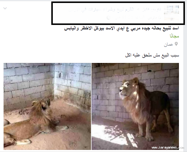 كم سعر الأسد في الأردن؟