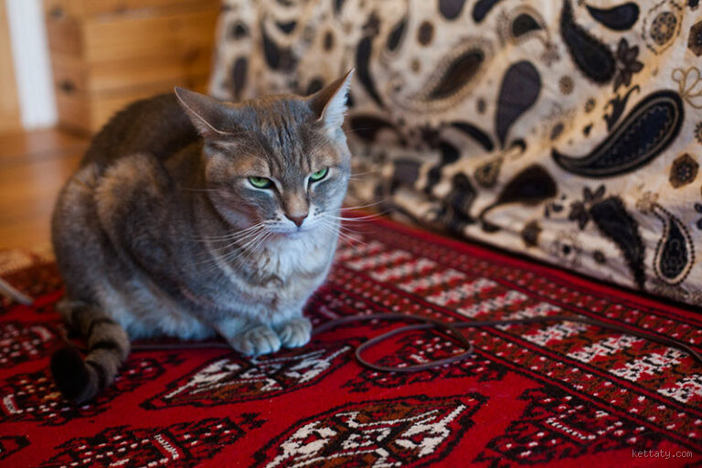 كيف أعرف أن قطتي يؤلمها بطنها؟ علامات يجب الانتباه لها