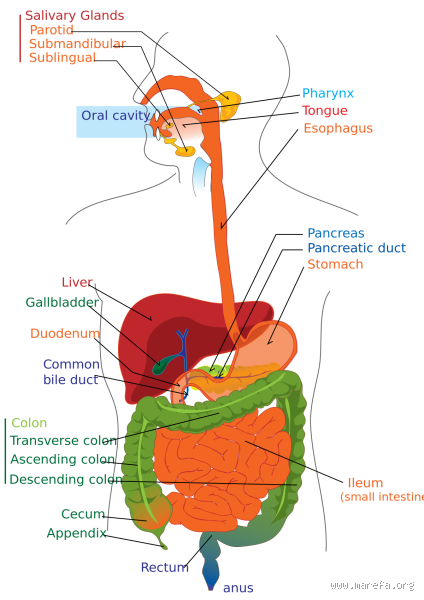 كيف تكون الطماطم في البراز؟ ما الذي يحدث للجهاز الهضمي؟
