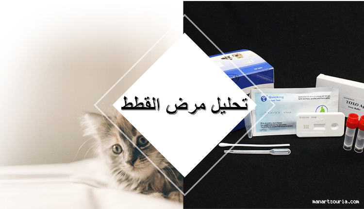 كيف تقرأ تحليل داء القطط؟