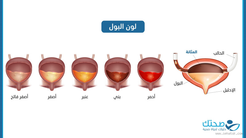كيف يكون لون البول عند نزول الدهون؟