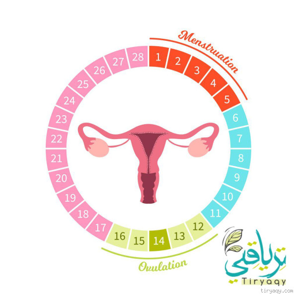 على ماذا تدل الدورة القوية؟ هل هي سبب للقلق؟
