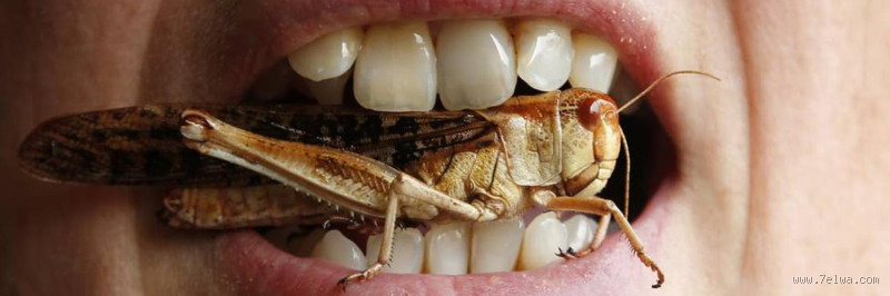 لماذا أكل الصرصور حرام؟ الحقيقة التي قد تفاجئك