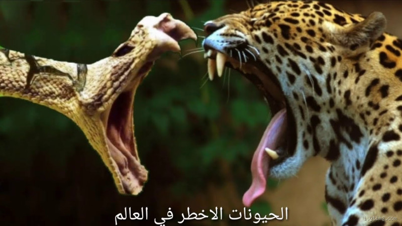 ما هو أخطر حيوان على الإنسان؟ الإجابة التي قد تصدمك