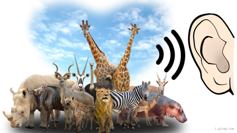 ما هو الحيوان الذي يسمع من عينه؟ اكتشاف مذهل في عالم الحيوانات