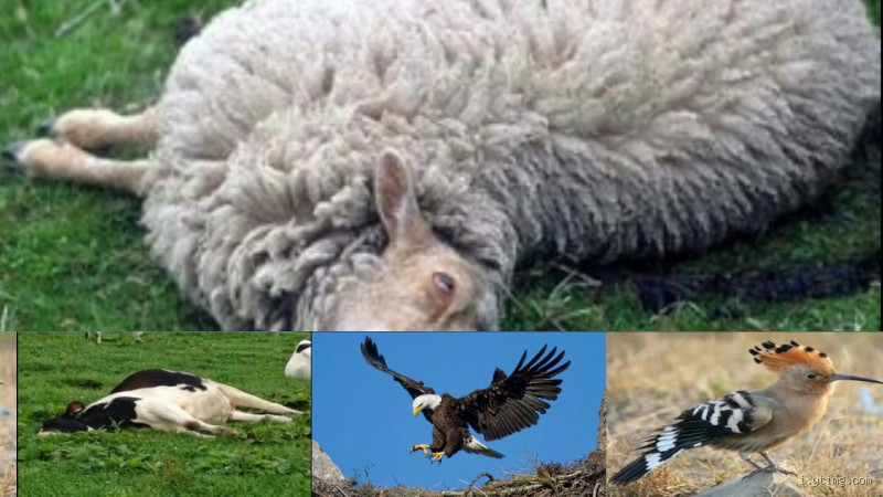 ما هو الحيوان المحرم؟ الحقيقة التي قد تفاجئك!