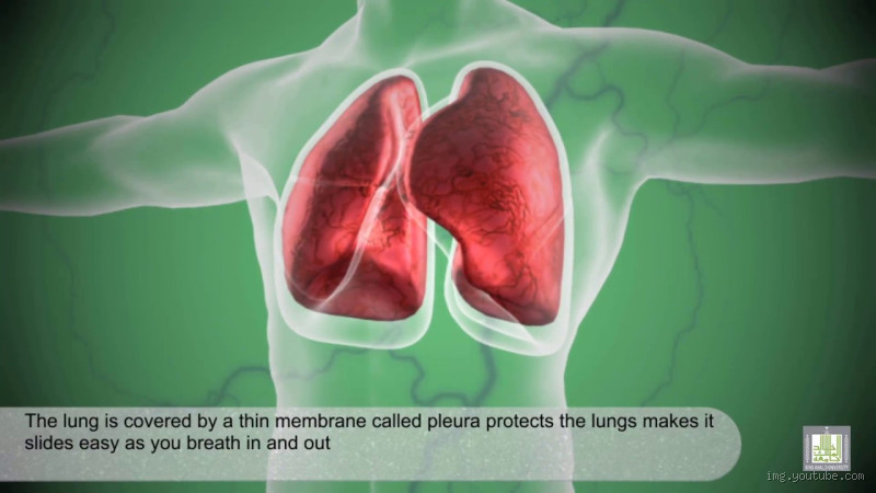 ما هي الكائنات التي لا تتنفس بالرئتين؟