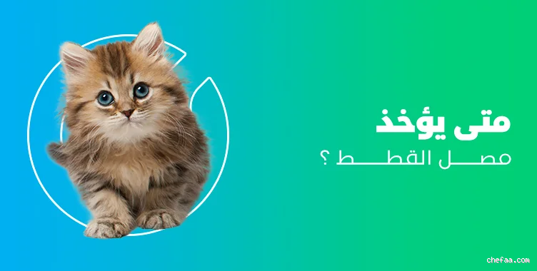 ما هي المدة التي يجب أخذ مصل القطط؟ كل ما تحتاج معرفته