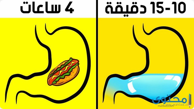 ما هي مدة بقاء الطعام في المعدة؟ اكتشف الإجابة المدهشة