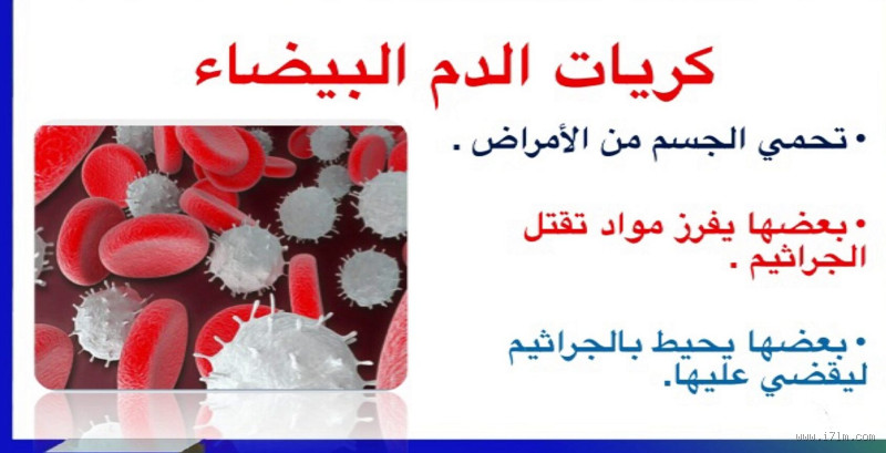 ما هي وظيفة كريات الدم البيضاء في الجسم؟ كل ما يجب أن تعرفه