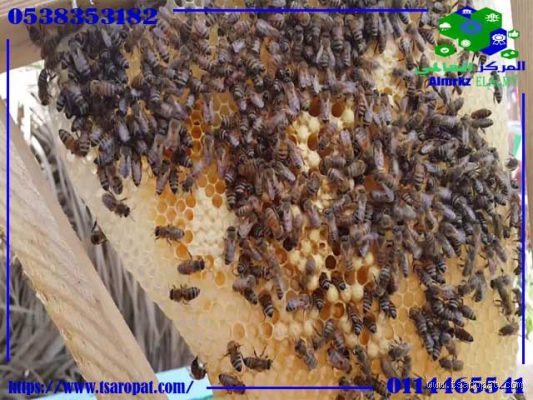 ما الرائحة التي يكرهها النحل؟ اكتشف الآن!