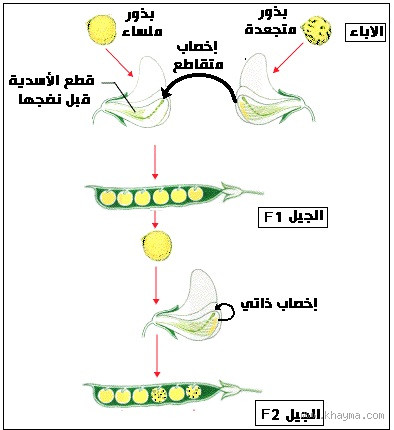 ما معنى التزاوج الخارجي؟