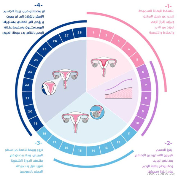 ما سبب عودة الدورة الشهرية بعد أربعة أيام؟ كل ما يجب معرفته