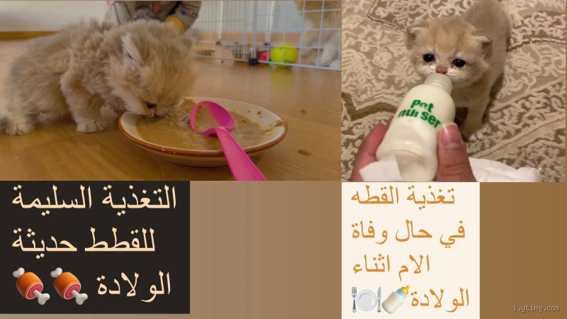 ماذا يجب أن تأكل القطة الأم بعد الولادة؟ تعرف على التغذية السليمة