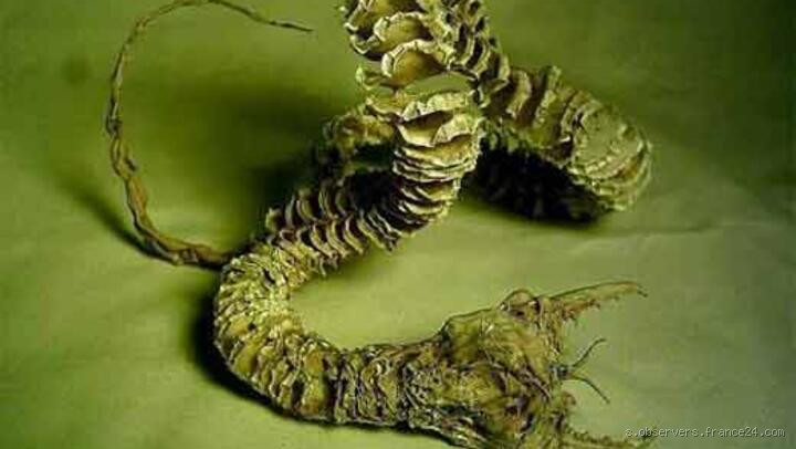 ماذا يأكل دودة الموت؟ اكتشف النظام الغذائي لهذه الكائنات الغريبة