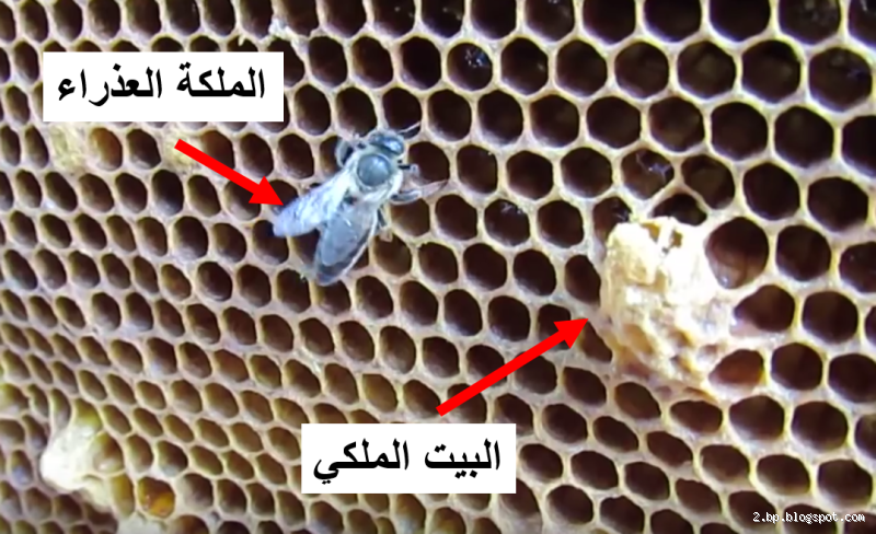 متى تموت ملكة النحل؟ أسرار حياة الملكة وتاريخها في الخلية