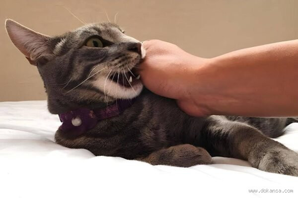 متى تظهر اعراض عضة القطة؟ تعرف على الأعراض والعلاج
