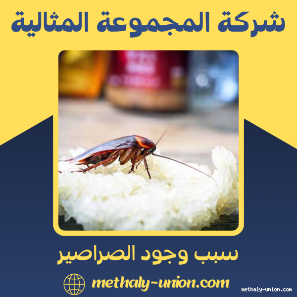 ما هو سبب وجود الصراصير؟ تعرف على الأسباب والحلول