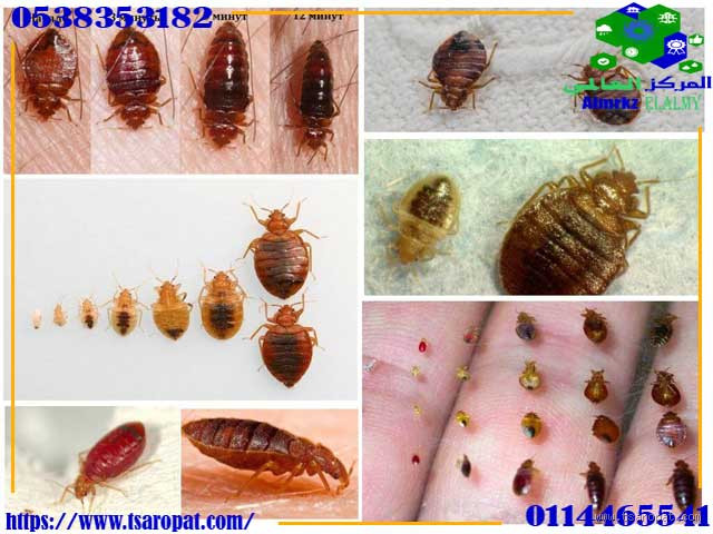 ما هو شكل بق الفراش؟ تعرف على هذا الكائن المزعج